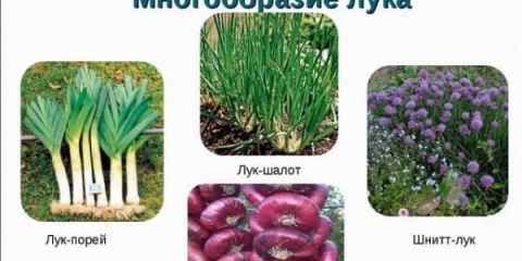 Jalta crveni luk - kako razlikovati od lažnog, kako uzgajati iz sjemena i kada očistiti u srednjoj traci